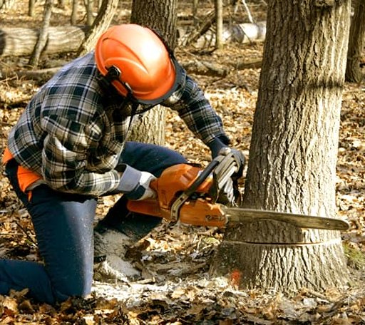 Tree Removal in Mackinaw, IL
